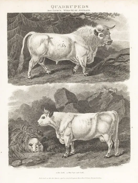 Framed Print : Wild ox of Scotland, bull, cow and calf, Bos taurus Framed Print : Wild ox of Scotland, bull, cow and calf, Bos taurus