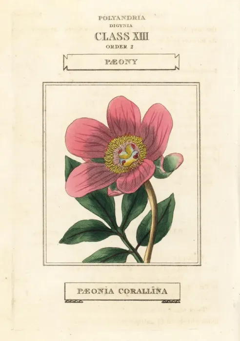 Framed Print : Wild peony, Paeonia mascula Framed Print : Wild peony, Paeonia mascula