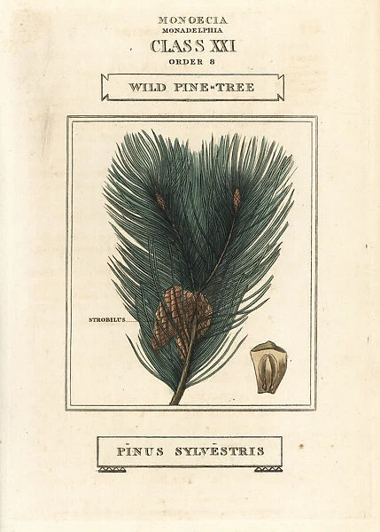 Wild pine tree, Pinus sylvestris