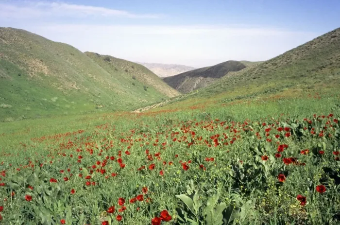 Framed Print : Wild Poppies flowering Framed Print : Wild Poppies flowering