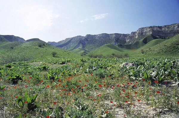 Wild Poppies - flowering in spring - on mountain slopes