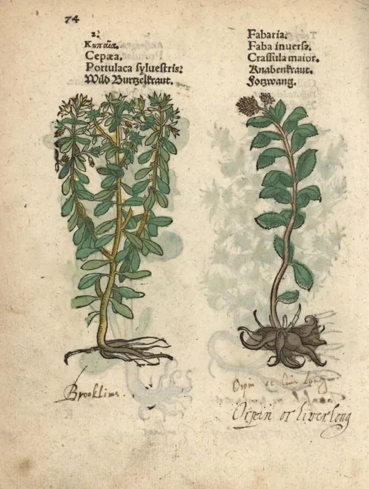 Framed Print : Wild purslane, Portulaca oleracea, and orpin Framed Print : Wild purslane, Portulaca oleracea, and orpin