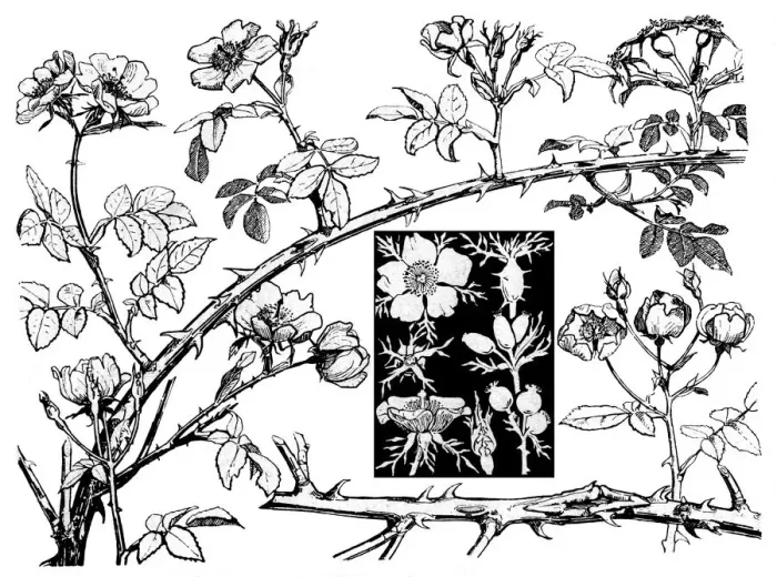 Framed Print : Wild Rose. Studies in plant form with suggestions for their application to design Framed Print : Wild Rose. Studies in plant form with suggestions for their application to design