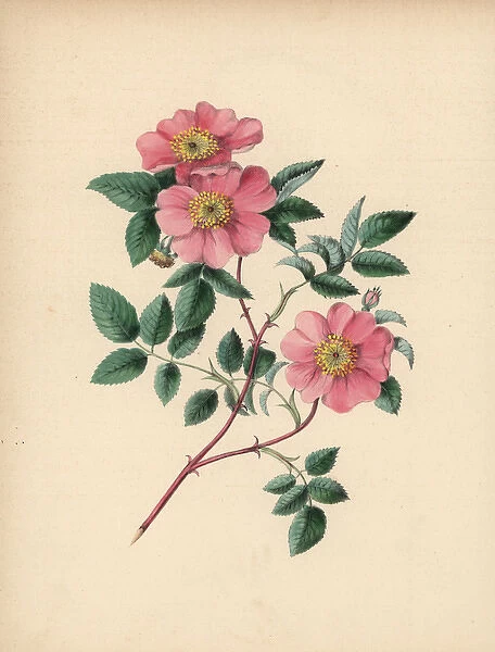 Wild rose, Rosa parviflora