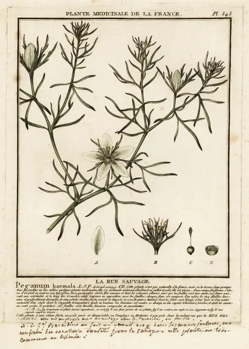 Framed Print : Wild rue, Peganum harmala Framed Print : Wild rue, Peganum harmala