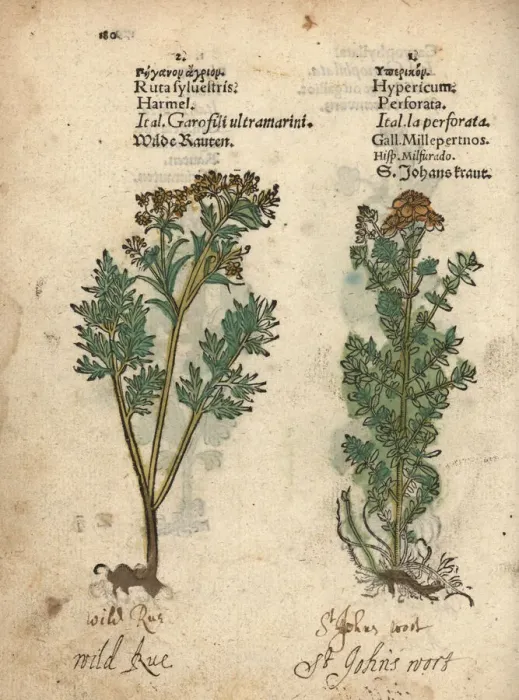 Framed Print : Wild rue, Ruta sylvestris, and St. John s Framed Print : Wild rue, Ruta sylvestris, and St. John s