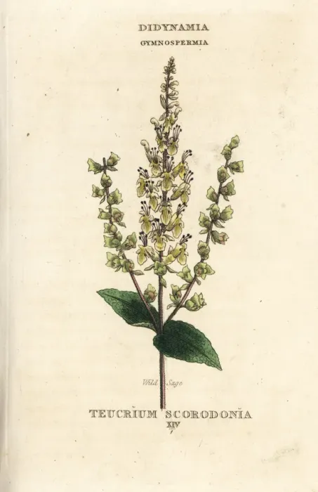 Framed Print : Wild sage, Teucrium scorodonia Framed Print : Wild sage, Teucrium scorodonia