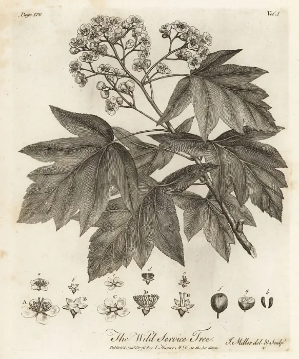 Framed Print : Wild service tree, Sorbus torminalis Framed Print : Wild service tree, Sorbus torminalis