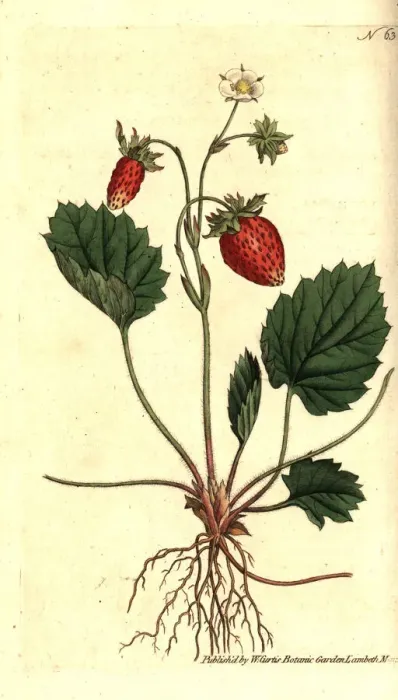 Framed Print : Wild strawberry, Fragaria vesca Framed Print : Wild strawberry, Fragaria vesca
