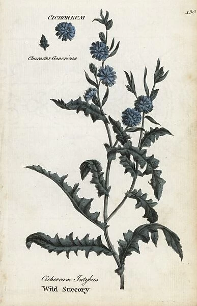Wild succory or chicory, Cichorium intybus