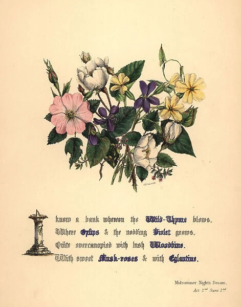 Wild Thyme, Oxlips, Violet, Woodbine, Musk-roses