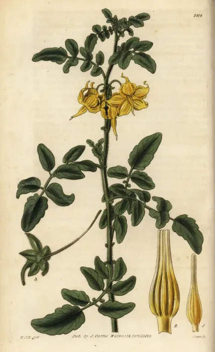 Framed Print : Wild tomato, Solanum peruvianum Framed Print : Wild tomato, Solanum peruvianum