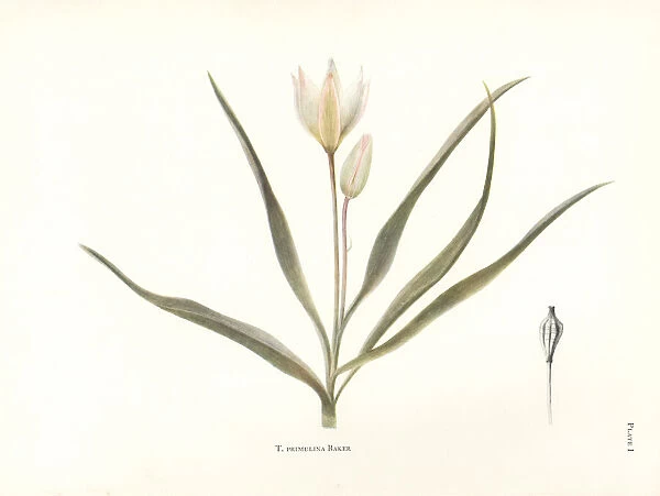 Wild tulip, Tulipa primulina, from Algeria