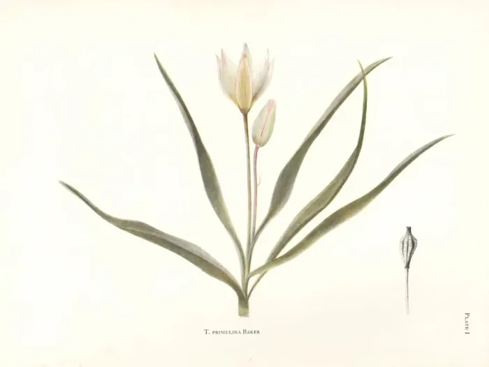 Framed Print : Wild tulip, Tulipa primulina, from Algeria Framed Print : Wild tulip, Tulipa primulina, from Algeria