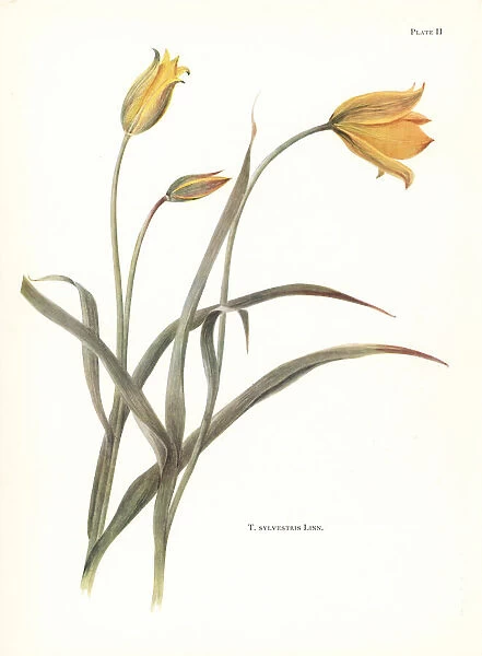 Wild tulip, Tulipa sylvestris