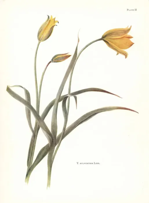 Framed Print : Wild tulip, Tulipa sylvestris Framed Print : Wild tulip, Tulipa sylvestris
