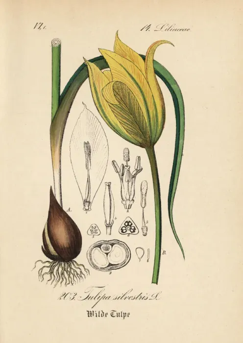 Framed Print : Wild tulip, Tulipa sylvestris Framed Print : Wild tulip, Tulipa sylvestris
