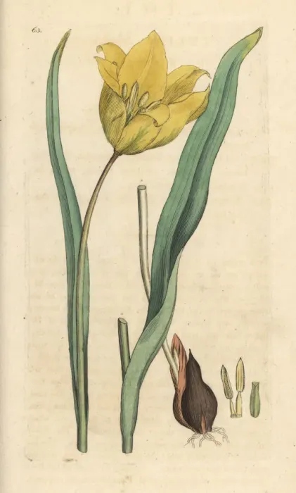 Framed Print : Wild tulip, Tulipa sylvestris Framed Print : Wild tulip, Tulipa sylvestris