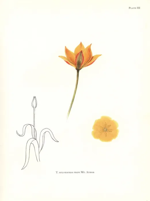 Framed Print : Wild tulip, Tulipa sylvestris, from Mount Athos Framed Print : Wild tulip, Tulipa sylvestris, from Mount Athos