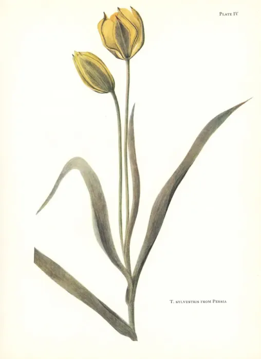 Framed Print : Wild tulip, Tulipa sylvestris, from Persia Framed Print : Wild tulip, Tulipa sylvestris, from Persia