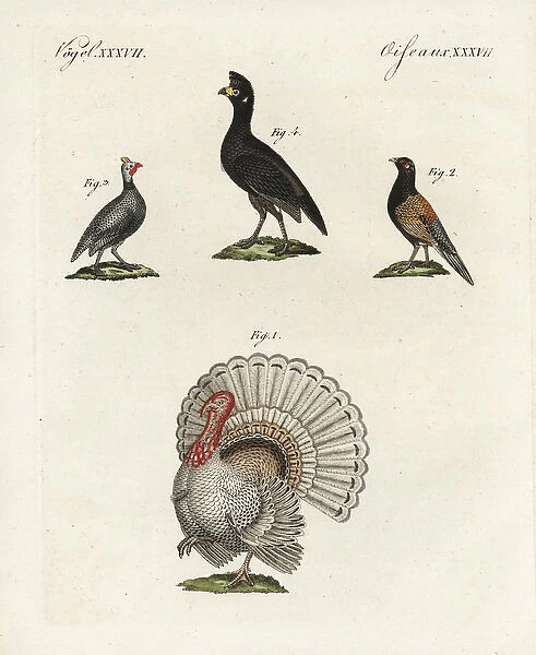 Wild turkey, bastard pheasant, helmeted guineafowl
