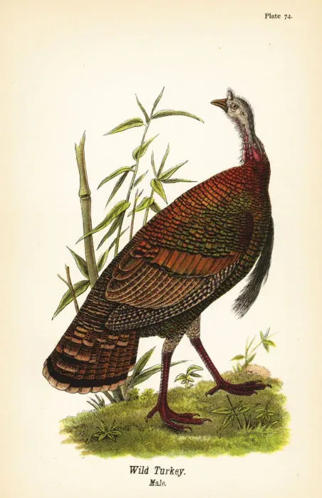 Framed Print : Wild turkey, Meleagris gallopavo Framed Print : Wild turkey, Meleagris gallopavo