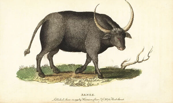 Wild water buffalo, Bubalus arnee