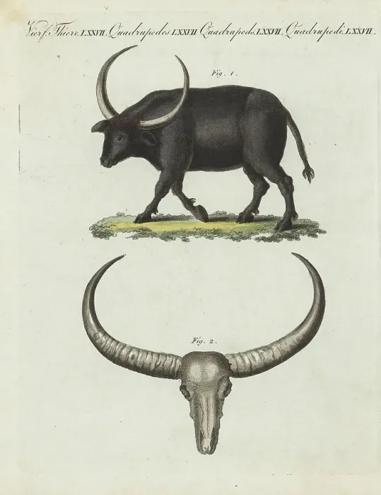 Framed Print : Wild water buffalo, Bubalus arnee. Endangered Framed Print : Wild water buffalo, Bubalus arnee. Endangered