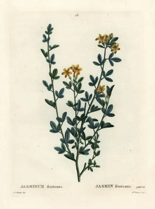 Framed Print : Wild or yellow Jasmine, Jasminum fruticans Framed Print : Wild or yellow Jasmine, Jasminum fruticans