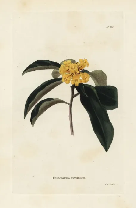 Framed Print : Wild yellow jasmine or rough-fruited pittosporum Framed Print : Wild yellow jasmine or rough-fruited pittosporum