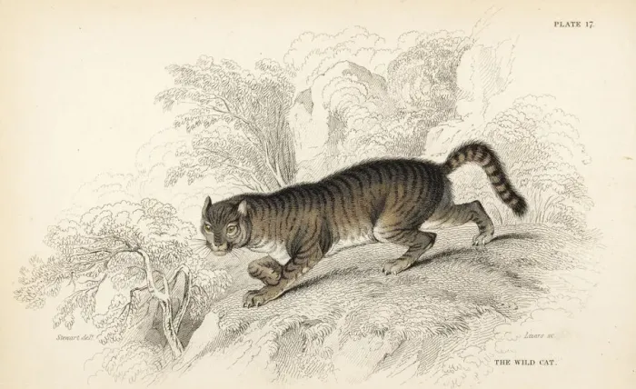 Framed Print : Wildcat, Felis silvestris Framed Print : Wildcat, Felis silvestris