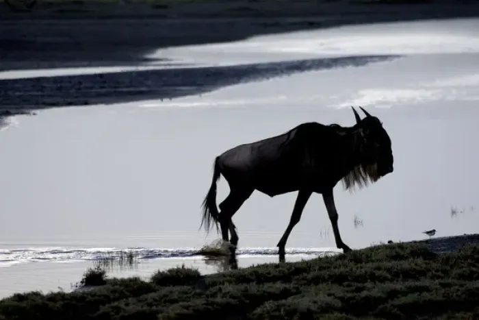 Framed Print : Wildebeest crossing river Framed Print : Wildebeest crossing river