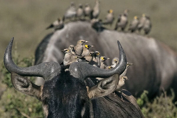Wildebeest - with different species of social birds