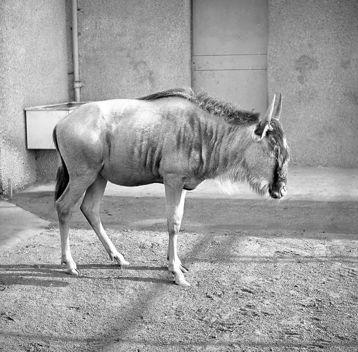 Framed Print : Wildebeest, also known as a Gnu Framed Print : Wildebeest, also known as a Gnu