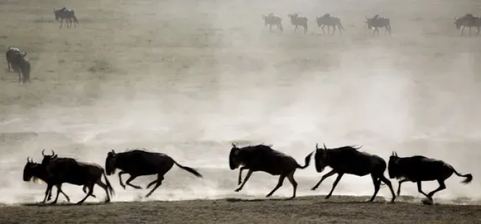 Framed Print : Wildebeests - On migration Framed Print : Wildebeests - On migration