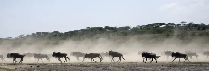 Framed Print : Wildebeests - On migration - Between Serengeti and Ndutu Framed Print : Wildebeests - On migration - Between Serengeti and Ndutu