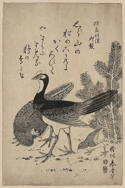 Wildfowl and pine. Print shows wild birds and a young pine tree