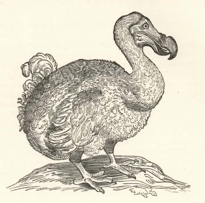 Framed Print : Willem Pisos illustration of the dodo, 1658 Framed Print : Willem Pisos illustration of the dodo, 1658
