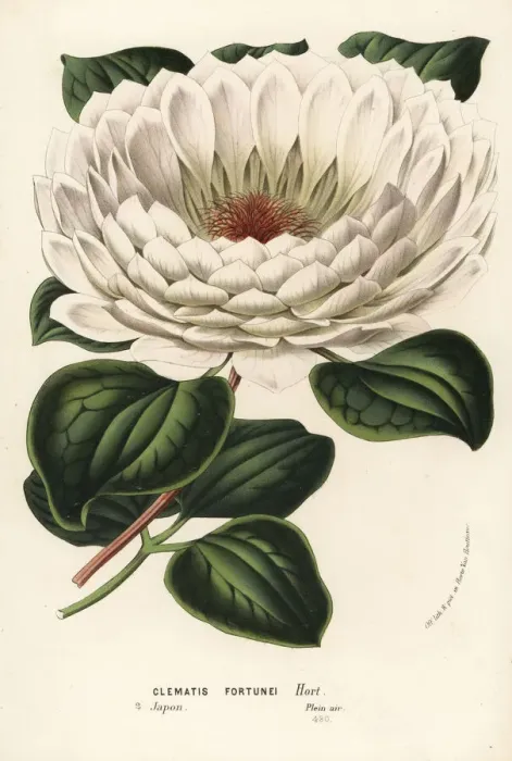 Framed Print : Williams clematis, Clematis williamsii Framed Print : Williams clematis, Clematis williamsii