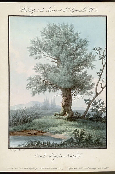 Willow / Aquatint / 1850