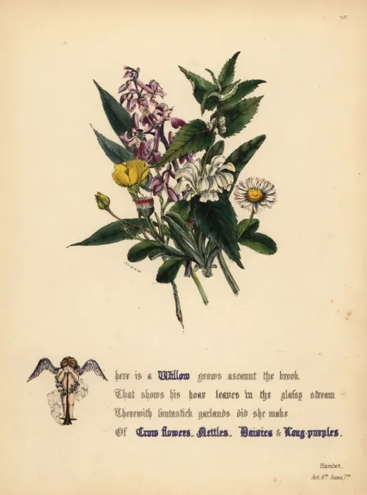 Framed Print : Willow, Crow flowers, Nettles, Daisies Framed Print : Willow, Crow flowers, Nettles, Daisies