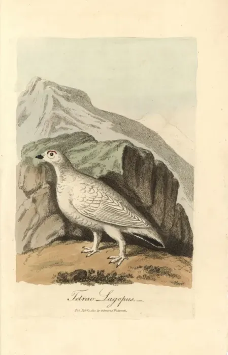 Framed Print : Willow ptarmigan, Lagopus lagopus, in winter plumage Framed Print : Willow ptarmigan, Lagopus lagopus, in winter plumage