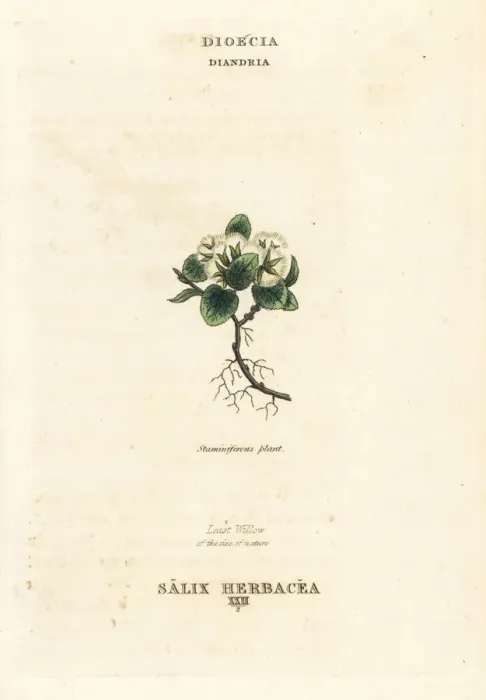 Framed Print : Least willow, Salix herbacea Framed Print : Least willow, Salix herbacea