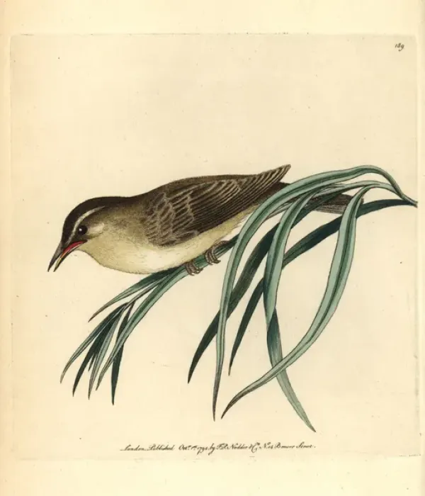Framed Print : Willow warbler, Phylloscopus trochilus Framed Print : Willow warbler, Phylloscopus trochilus