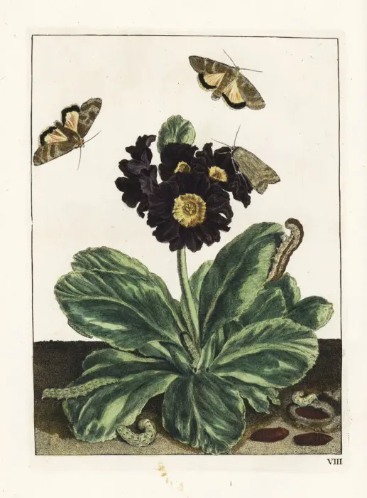 Framed Print : Willowherb hawkmoth on a black auricula flower Framed Print : Willowherb hawkmoth on a black auricula flower