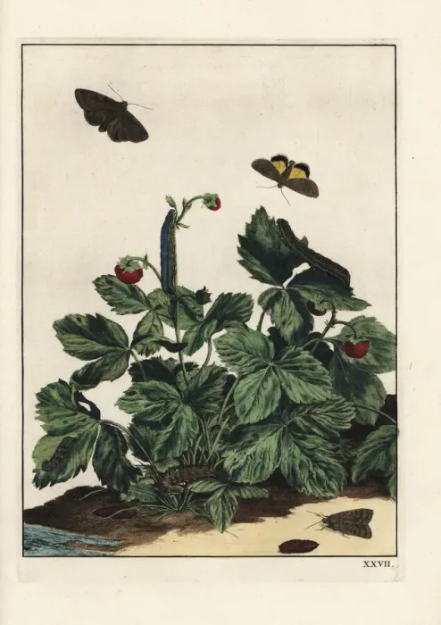 Framed Print : Willowherb hawkmoth, Proserpinus proserpina Framed Print : Willowherb hawkmoth, Proserpinus proserpina