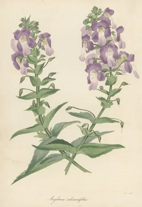 Framed Print : Willowleaf angelonia, Angelonia salicariifolia Framed Print : Willowleaf angelonia, Angelonia salicariifolia