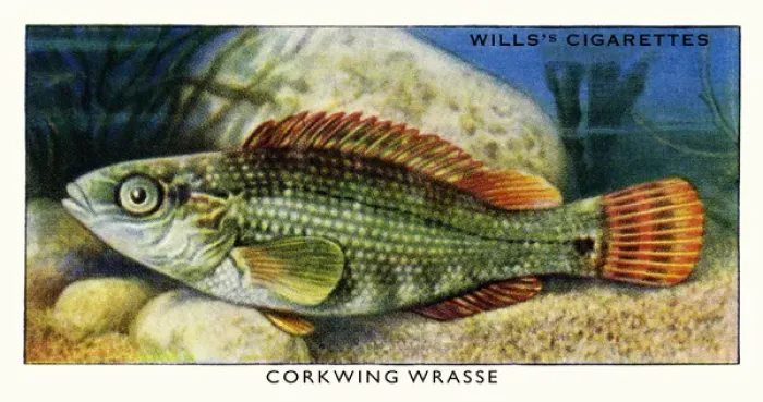 Framed Print : Wills cigarette card - Corkwing Wrasse Framed Print : Wills cigarette card - Corkwing Wrasse