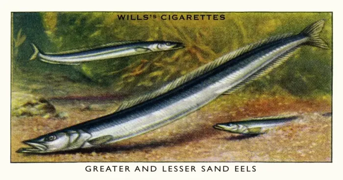 Framed Print : Wills cigarette card - Greater & Lesser Sand Eels Framed Print : Wills cigarette card - Greater & Lesser Sand Eels