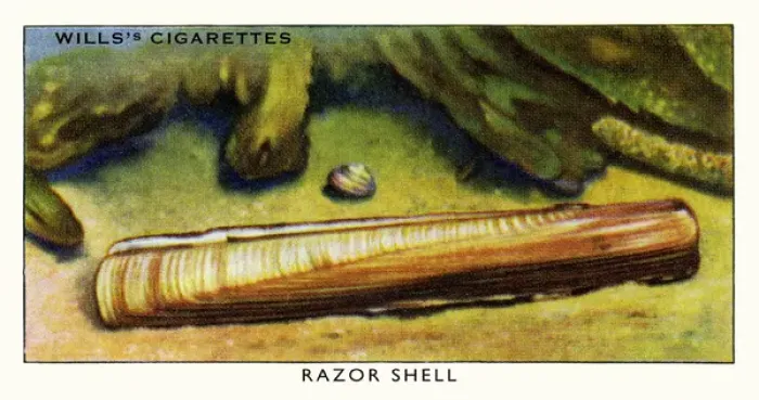 Framed Print : Wills cigarette card - Razor shell Framed Print : Wills cigarette card - Razor shell
